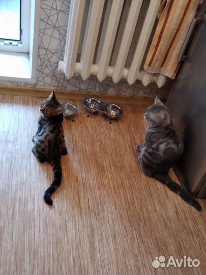 Передержка собак и кошек