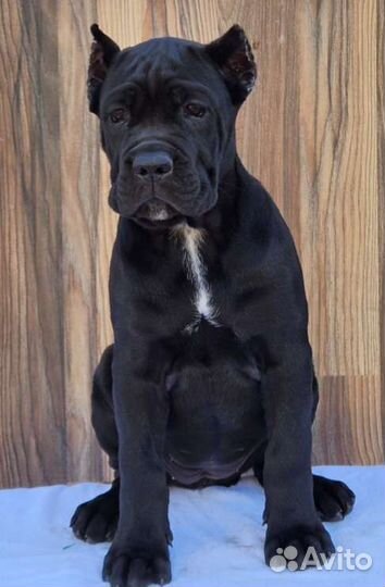 Щенки кане Корсо