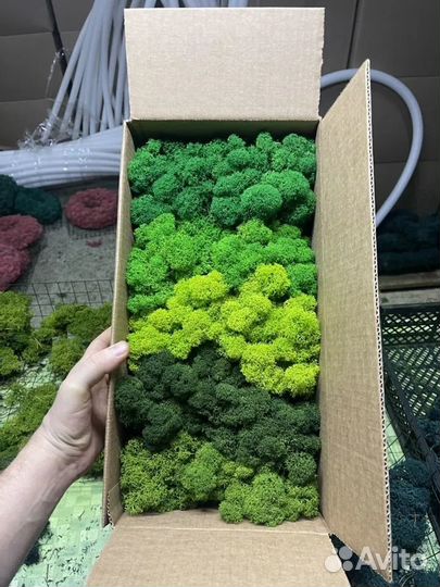 Стабилизированный мох, Зеленые Оттенки