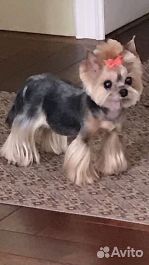 Стрижка собак и кошек. Грумер