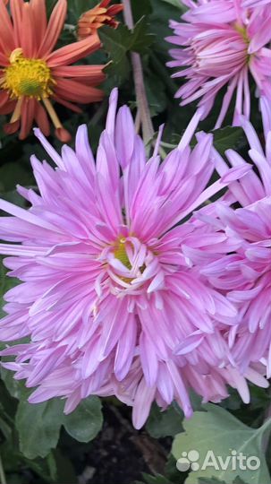 Хризантема Дубки Редкие Сорта