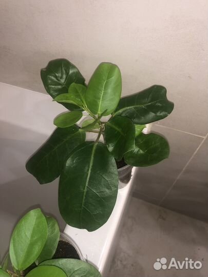 Фикус Берт Деви