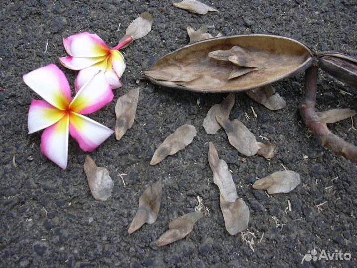 Семена плюмерии (красная и желтая)