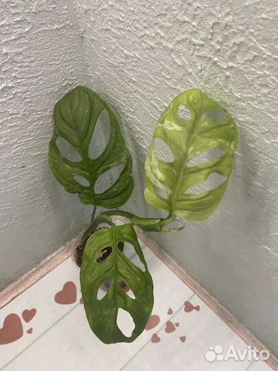 Монстера Adansonii Indo Mint