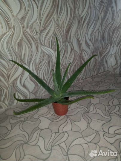 Спатифиллум