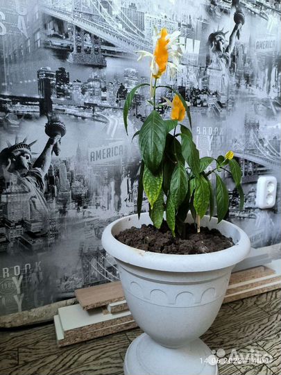 Пахистахис, сансевьера, эписция, хавортия