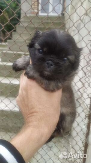 Щенки пекинеса