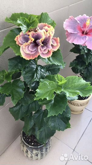 Сортовой гибискус Cristal Ball