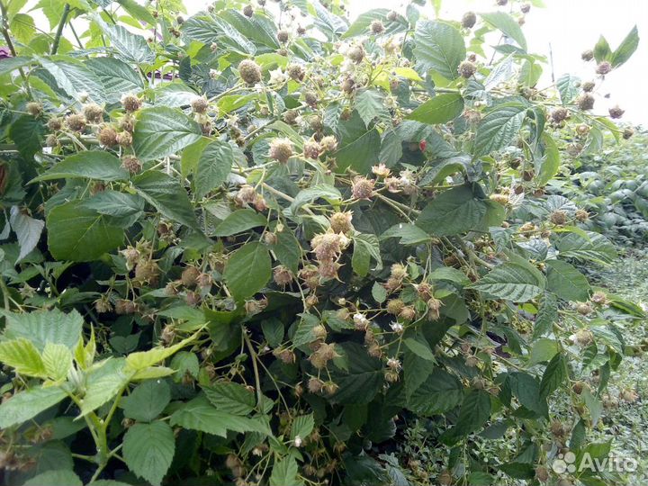 Саженцы малины 