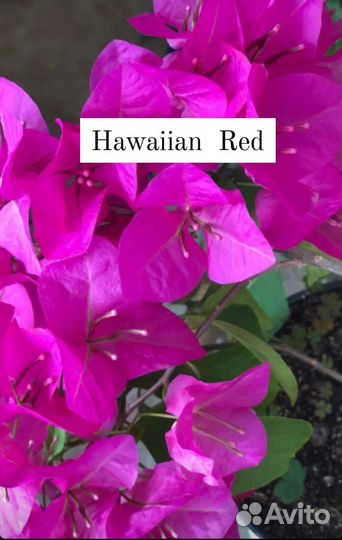 Сортовые бугенвиллеи