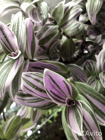 Традесканция сортовая