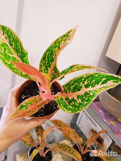 Аглаонема престиж