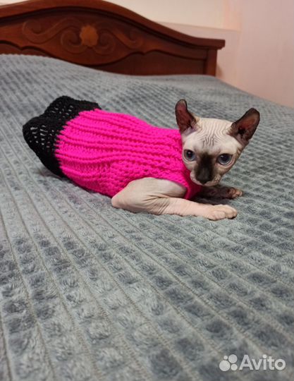 Вязаная одежда для сфинкса