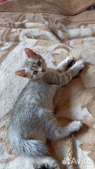 Котята кошка кот