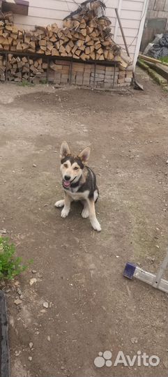 Мать маламут