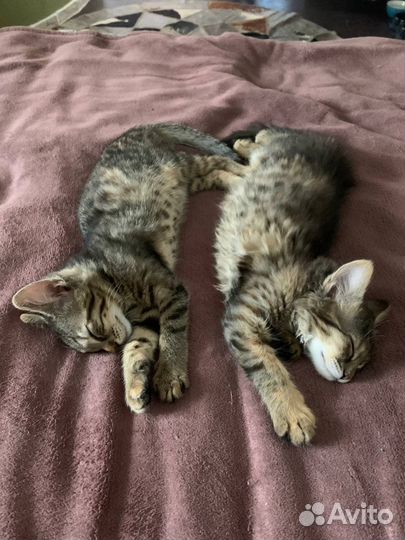 Отдам бенгальских котят в добрые руки