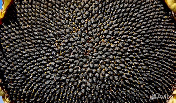 Семена подсолнечника Сингента Сумико