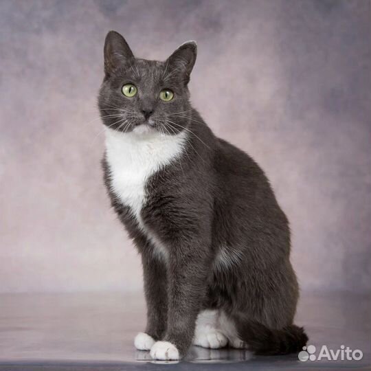 Кошки в добрые руки бесплатно