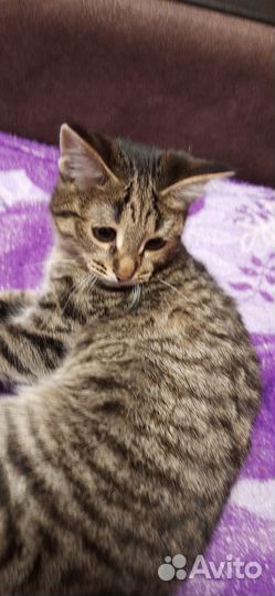 Котенок бесплатно