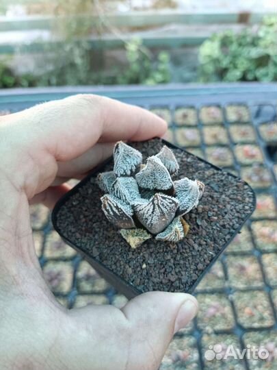 Haworthia