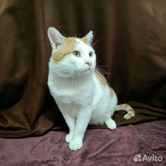 Кот в добрые руки