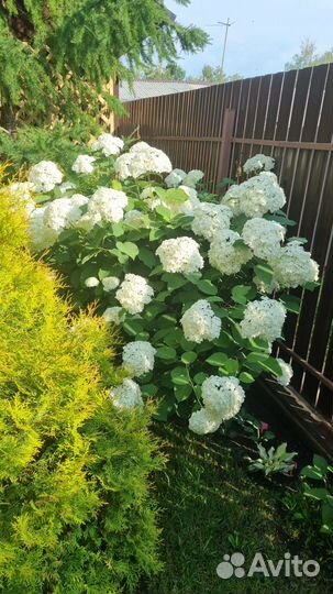Гортензия древовидная Анабель