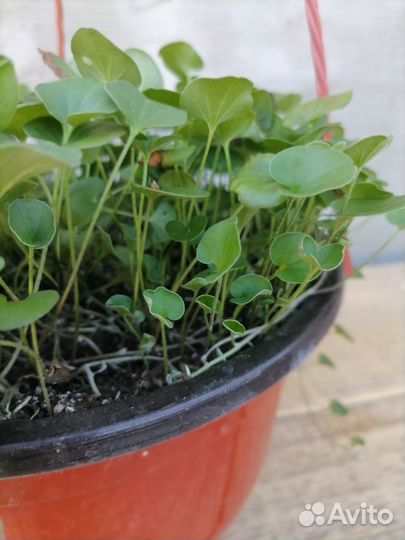 Дихондра ампельная/почвопокровник