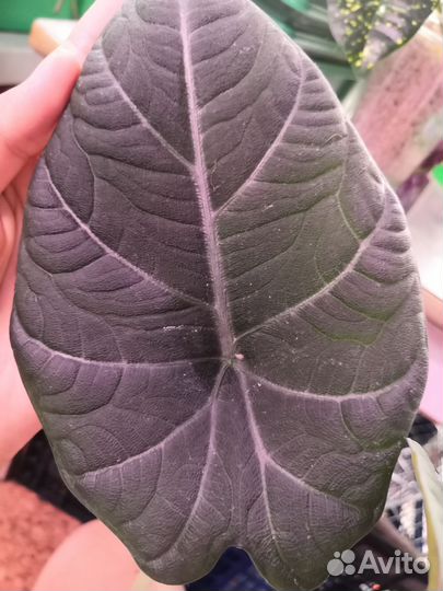 Бронь Клубни алоказии Махарани