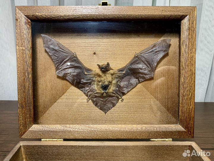 Шкатулка с чучелом летучей мыши за стеклом