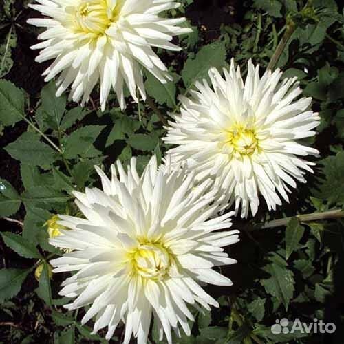 Георгины клубни