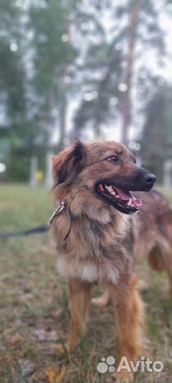 Собака в приюте