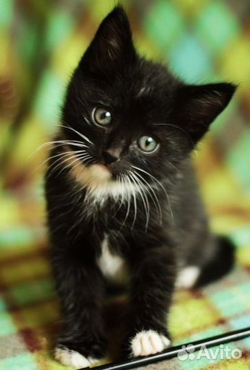 Пуховые котята - маркизы для вас