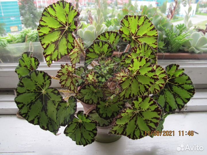 Комнатные растения цветы