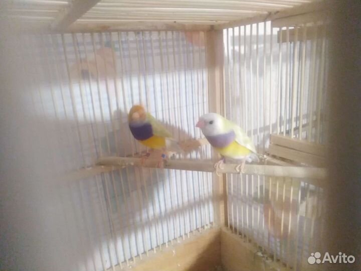 Амадины гульда пара