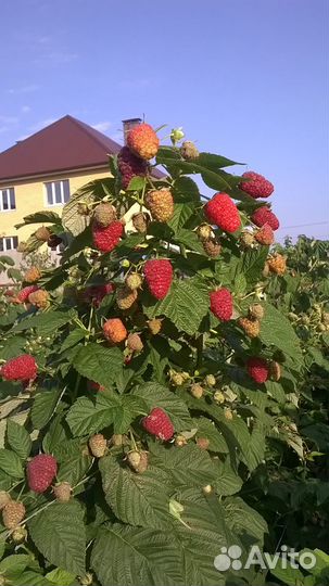 Саженцы малины, ежевики, голубики, смородины