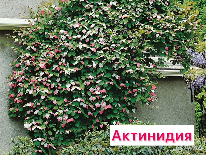 Лимонник китайский