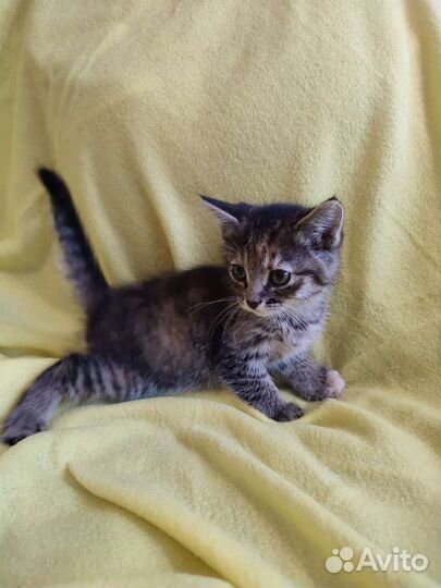 Котëнок Алëнка ищет дом