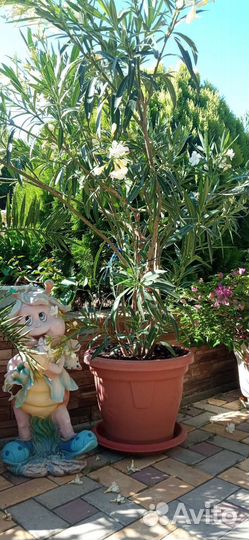 Олеандр большой