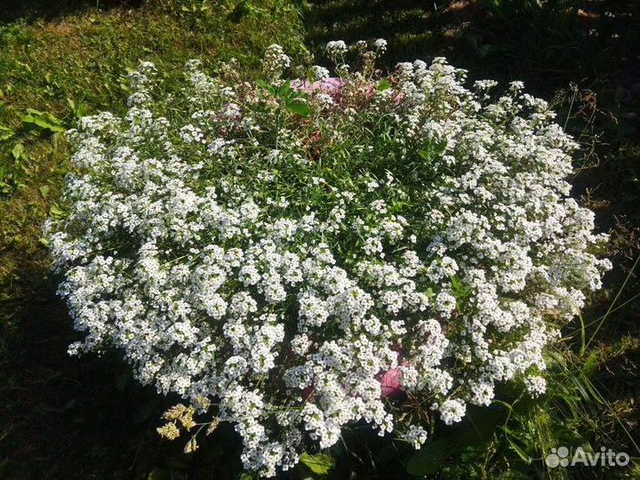 Алиссум Сноу принцесс