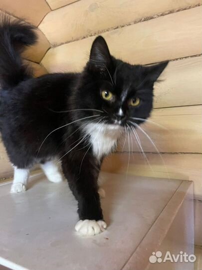 Бусинка маркизная кошечка