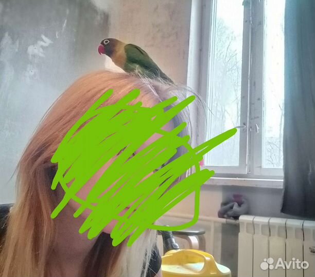 Попугаи неразлучники