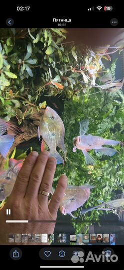 Рыбы геофагусы Хекеля дикари