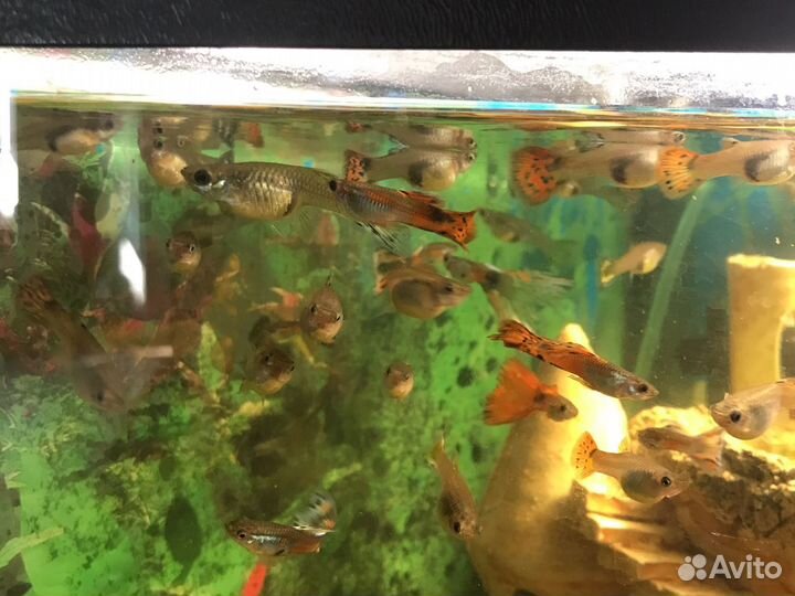 Рыбки гуппи