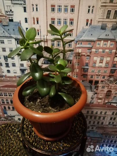 Горшечные растения