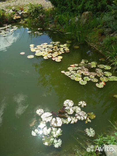 Нимфея белая