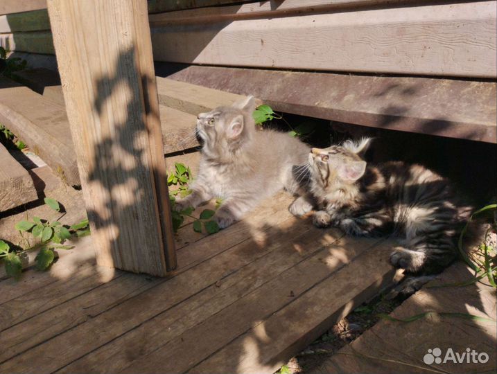 Котята в добрые руки бесплатно