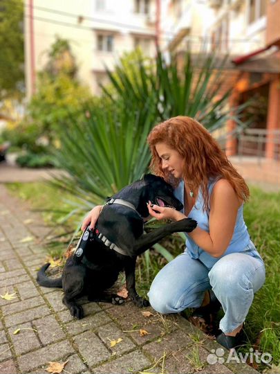 Собака в добрые руки