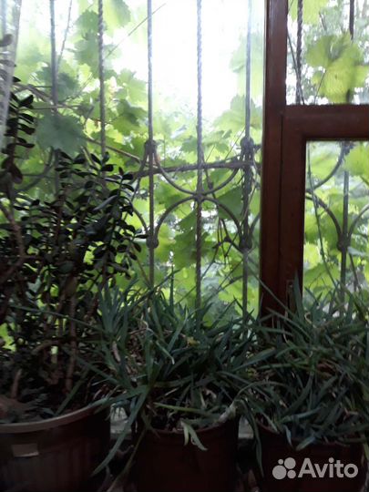 Алоэ,столетник лечебный