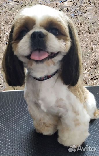 Грумер Сормово Груминг Стрижка собак