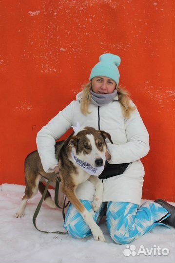 Азор-элегантный пес ищет дом